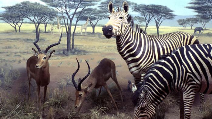 Discounted admission at the International Wildlife Museum today